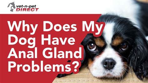 Why Does My Dogs Anal Glands Keep Leaking